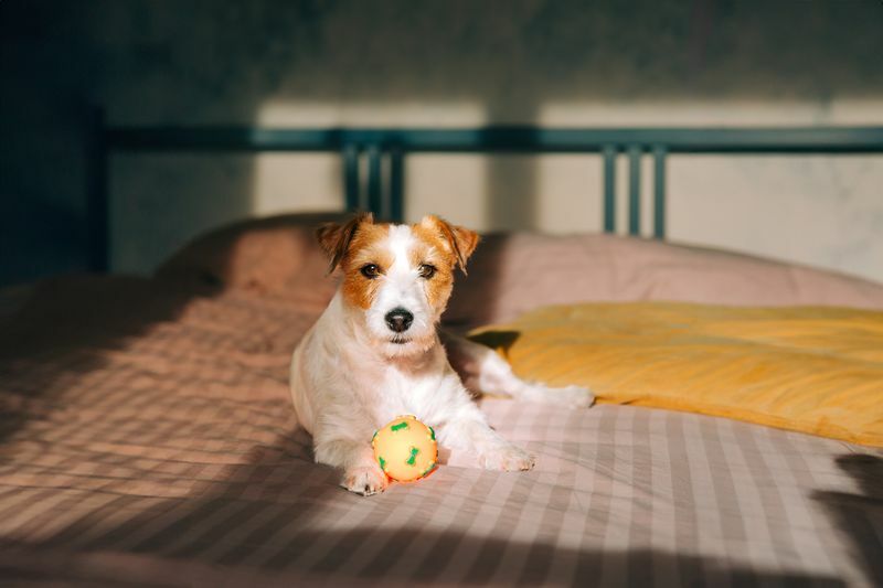 ニューヨークで犬の散歩ビジネスが大人気...!?