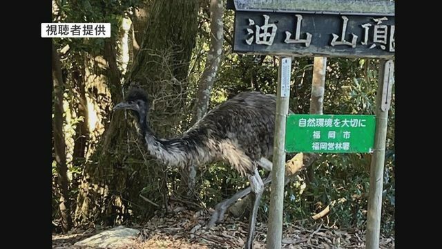 2月に目撃されたエミューとみられる鳥（目撃した男性提供）