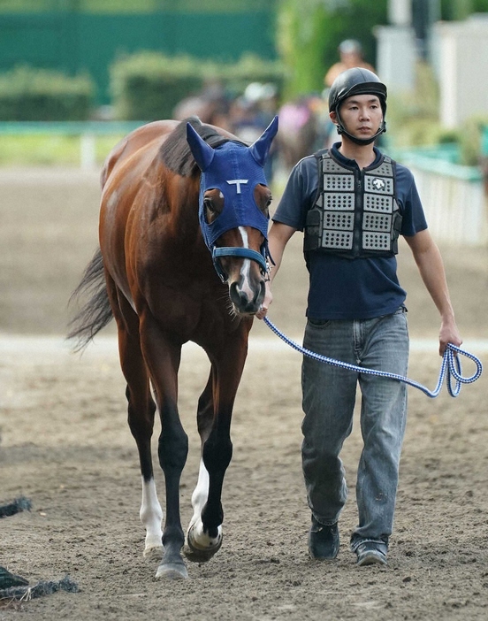 厩舎周りで運動するソールオリエンス（撮影・郡司　修）