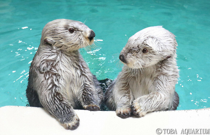 鳥羽水族館で飼育されている（左から）キラと鳥羽市ふるさと応援大使を務めるメイ＝鳥羽水族館提供