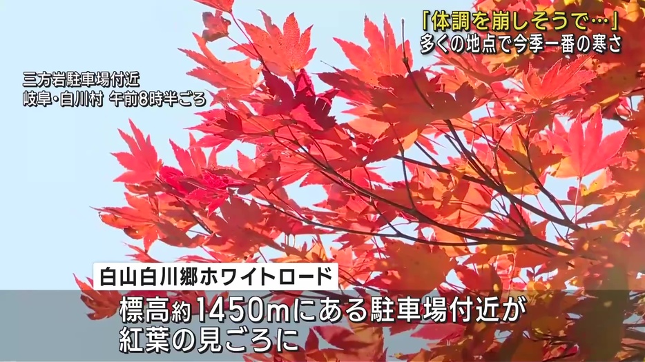 「白山白川郷ホワイトロード」では紅葉の見ごろに