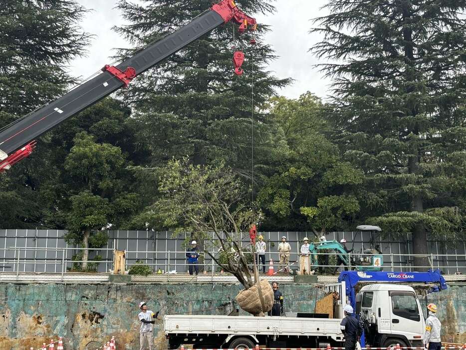 移植のためトラックに移された明治神宮外苑の樹木＝28日午後、東京都新宿区（大泉晋之助撮影）