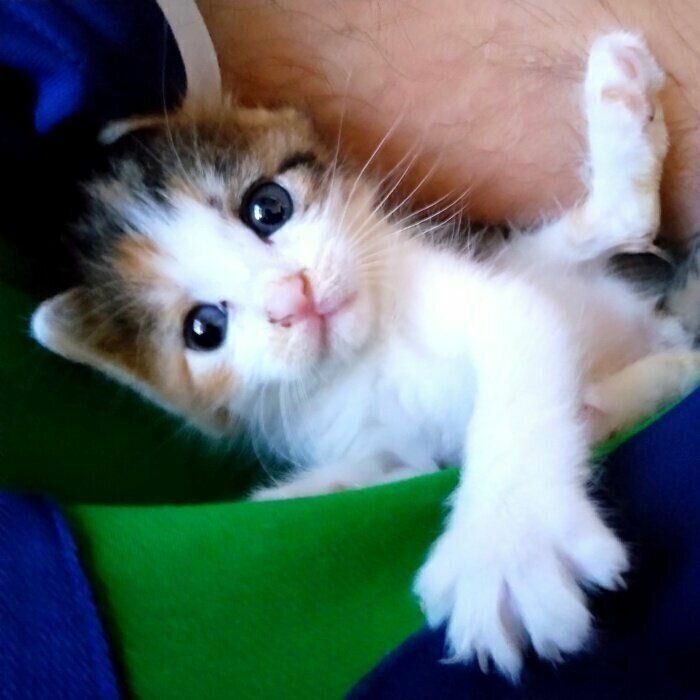 飼い主さんに抱っこされるセルジオ悦子ちゃん