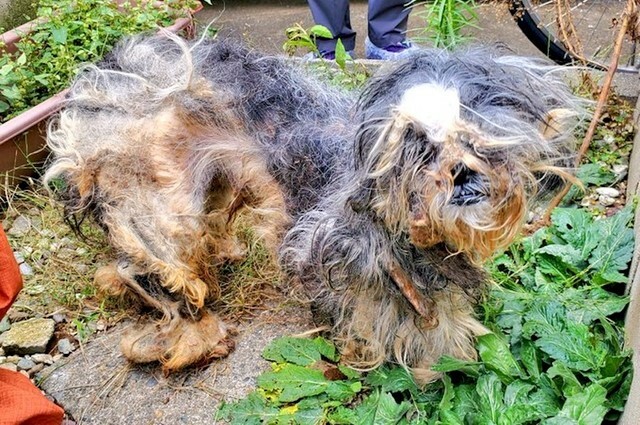 悪臭のするゴミ屋敷から、毛玉の塊のような犬を保護（画像提供：junさん）