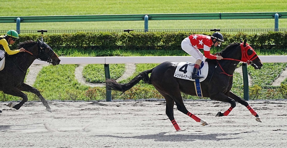 ＜東京4R新馬戦＞レースを制したレッドルイナール（右）（撮影・郡司　修）