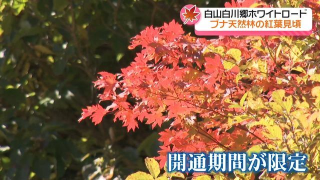 テレビ金沢NEWS