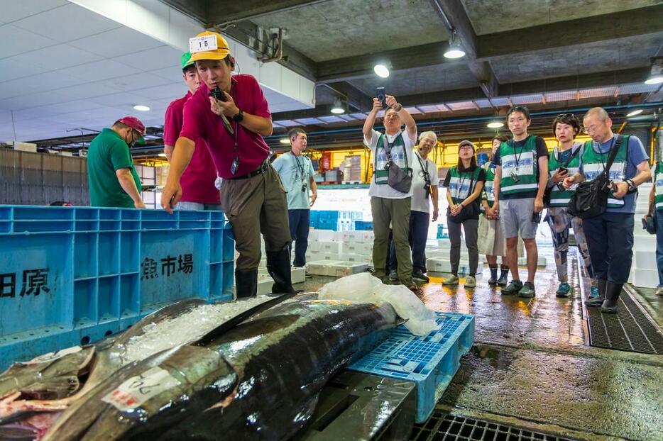 セリ市見学と漁港の朝メシツアーの様子