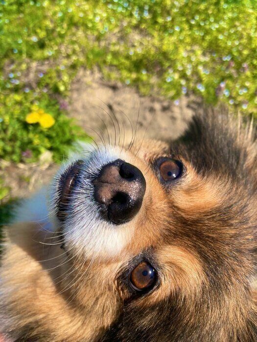 お散歩中に飼い主さんを見つめるけんたくん