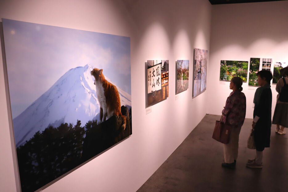 日本各地の風景とネコたちをとらえた写真が並ぶ会場（京都市下京区・美術館「えき」ＫＹＯＴＯ）