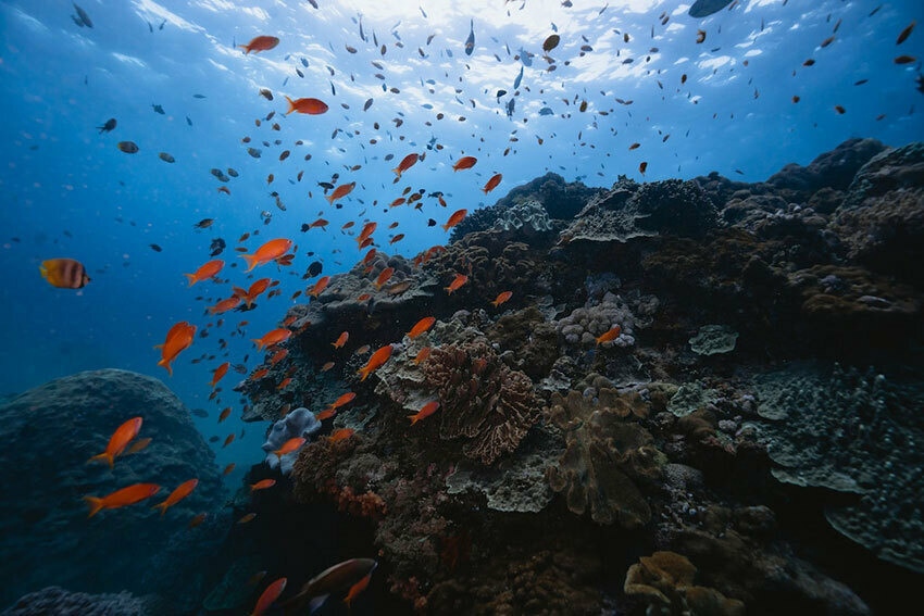 ペニダ島に程近いレンボンガン島沖の魚の群れと豊富なサンゴ礁。ⓒRolex/Pier Nirandara