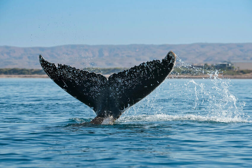 オーストラリア、エクスマス湾のザトウクジラの尾。ザトウクジラの寿命は80年から90年で、哺乳類の中で最も長い。ⓒRolex/Tom Cannon