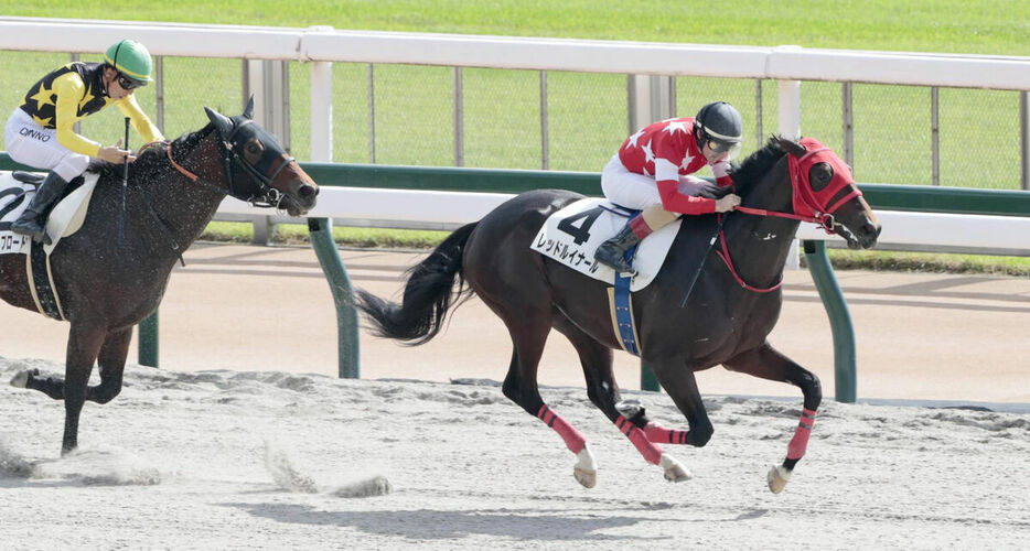 デビューVを飾ったレッドルイナール（右）（カメラ・荒牧　徹）