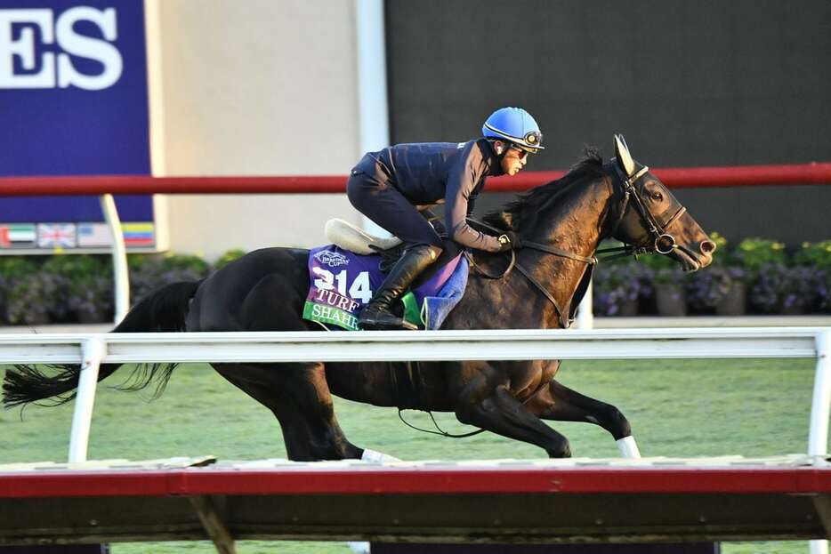 芝コースで4ハロン55秒6をマークしたシャフリヤール＝現地30日、米デルマー競馬場（撮影Katsumi.Saito）