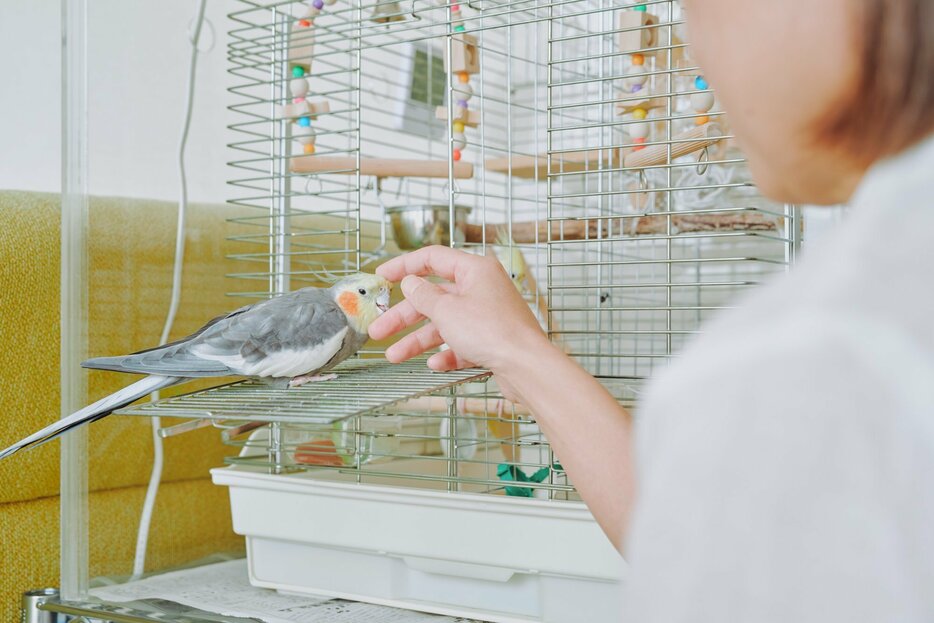 まめ嫁さんが飼っているオカメインコが癒しに