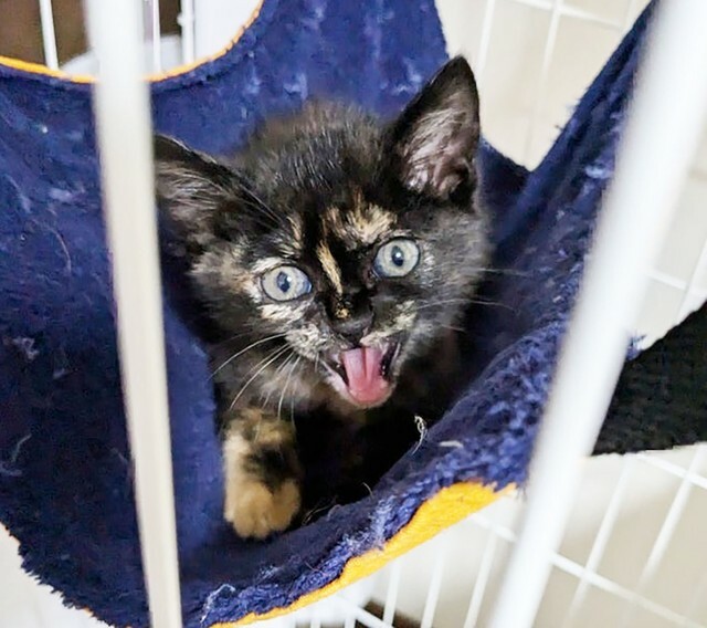 生後2カ月ほどのサビ猫・さっちゃん