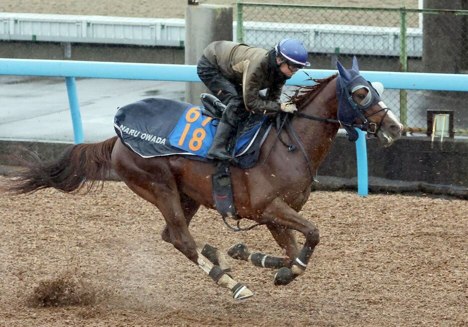 オメガギネスは馬なりで軽快な走りを見せた＝美浦トレセン（撮影・塩浦孝明）