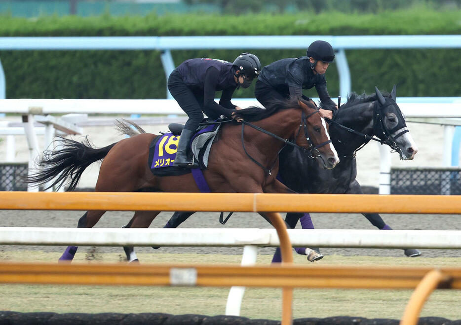 芝コースを併せ馬で追い切るメリオーレム（左）とアドマイヤテラ（撮影・白石智彦）