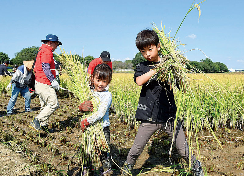 稲刈りを体験する子どもたち＝13日、行田市小針