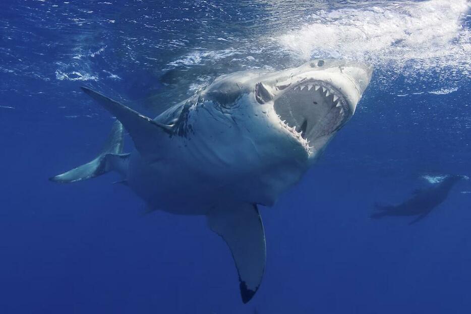 魚雷のようなボディと力強い尾ビレで、最高時速約50キロで泳げるホホジロザメ。（PHOTOGRAPH BY JIM ABERNETHY, NAT GEO IMAGE COLLECTION）