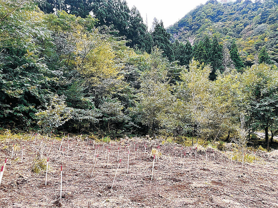 クマの餌場をつくるため植樹する予定地＝９月３０日、小松市大杉町（市提供）