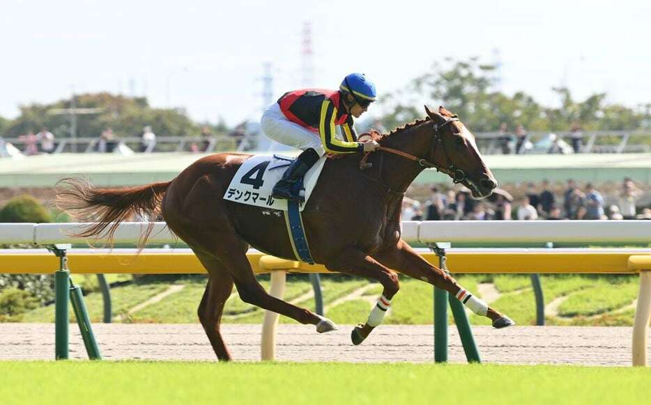 デビュー戦を快勝したデンクマール＝東京競馬場（撮影・奈良武）