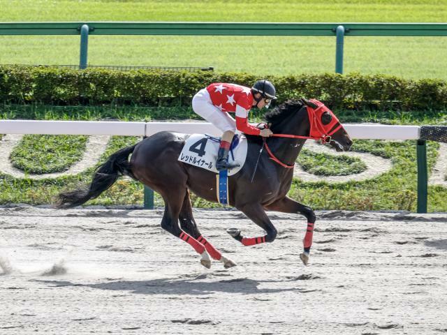 1番人気レッドルイナールが勝利(撮影：下野雄規)