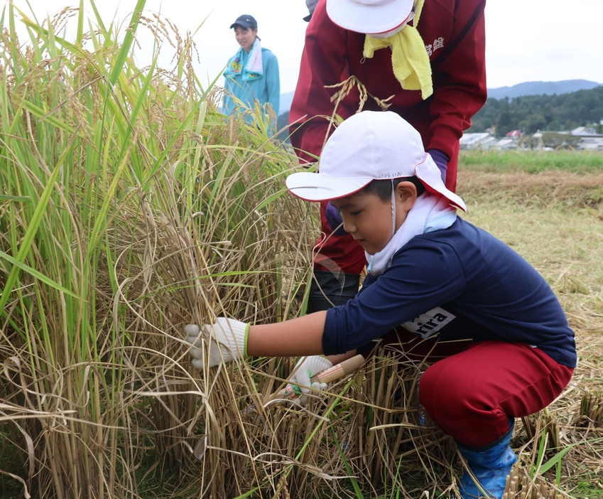 来春の学校統合を控え、最後の稲刈りをする常盤小の児童＝3日、飯山市常盤