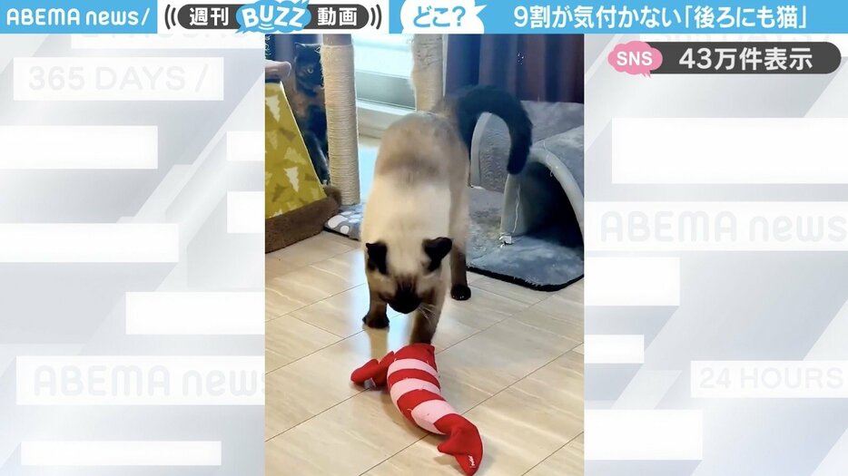 シャム猫の「ナッツ」くん