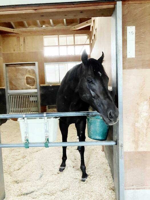 　Ｇ１初制覇を飾ったスプリンターズＳから一夜明け、馬房で元気な姿を見せたルガル