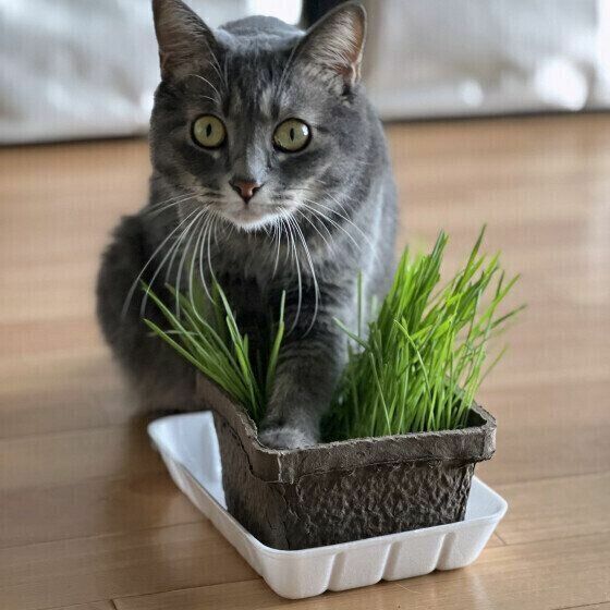 猫草に前足を乗せる猫