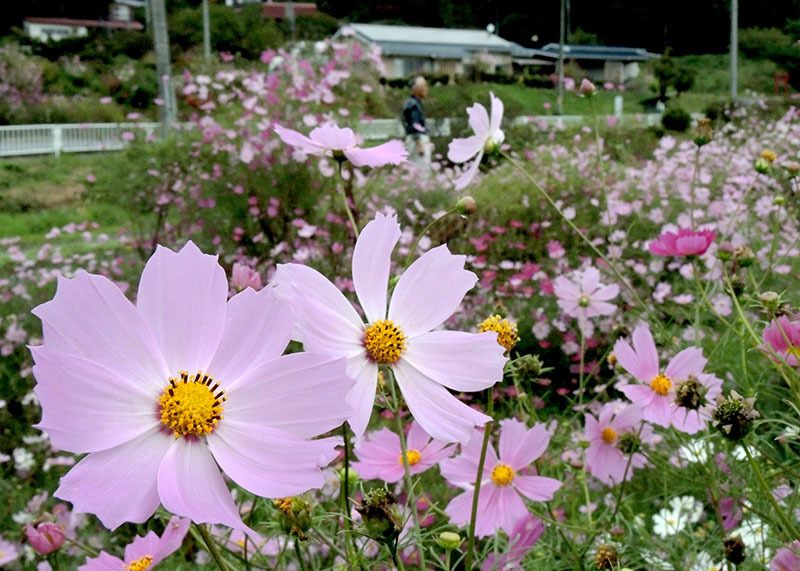 主要地方道沿いの休耕田一面に花を咲かせたコスモス＝一関市花泉町