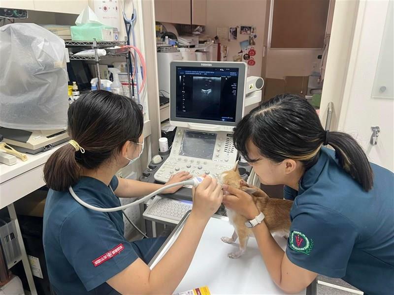 日本の動物病院で臨床実習を行う台湾の獣医学生。左は高智榆さん（嘉義大学、高さん提供）