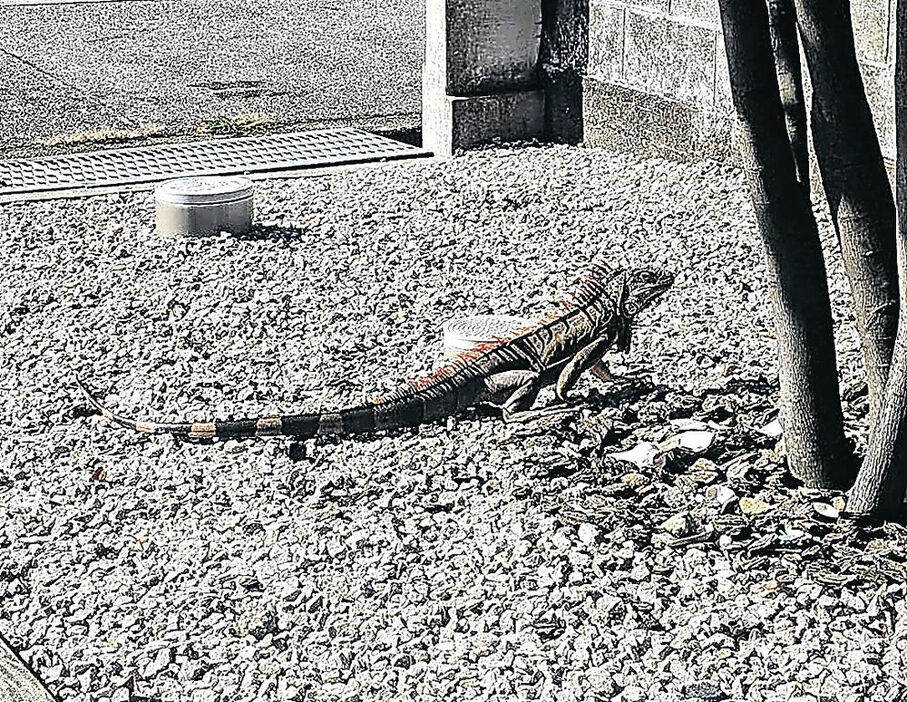 住宅敷地で目撃されたイグアナとみられる動物＝富山市下新北町（住民提供）