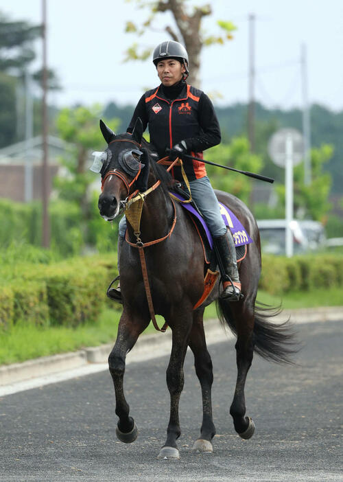 厩舎周りで運動するショウナンラプンタ（撮影・白石智彦）