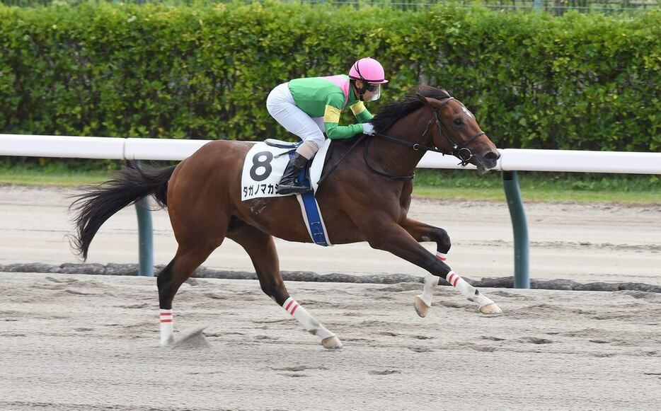 未勝利戦を大差勝ちしたタガノマカシヤ＝新潟競馬場（撮影・菅原和彦）