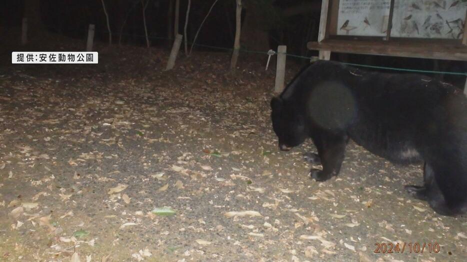 園内のカメラで撮影されたツキノワグマ（提供：安佐動物公園）