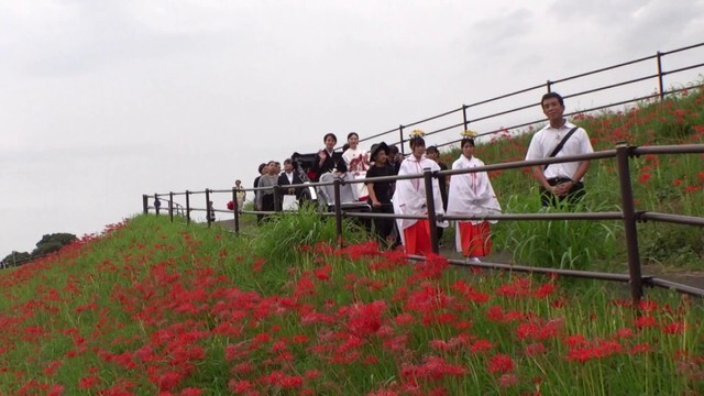 彼岸花が咲く堤で行われた花嫁行列