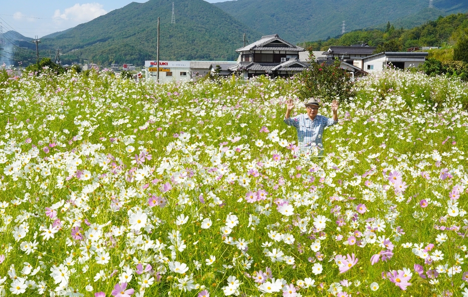 咲き乱れる白いコスモス畑と、初めて開くマルシェへの来場を呼びかける森田さん。まるで「花の海」＝兵庫県丹波篠山市今田町今田で