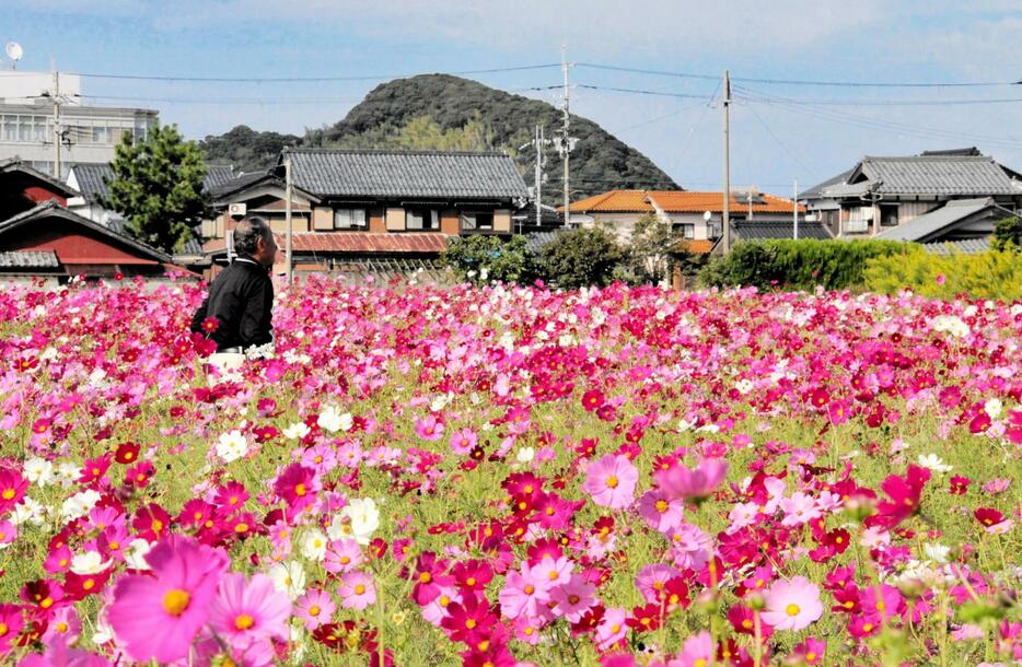 満開を迎えているコスモス＝10月17日、福井県美浜町郷市