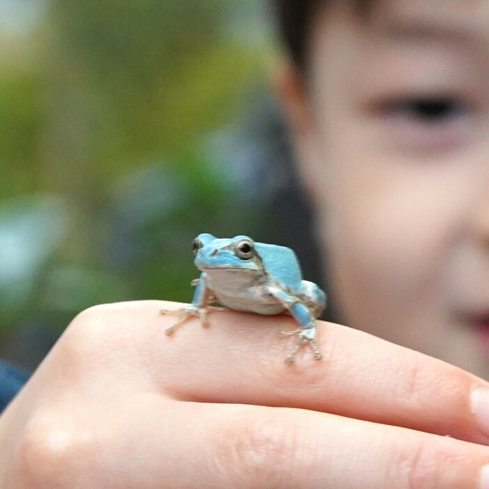 カキの木の下で見つけたという水色のアマガエルを手にする大翔さん＝2024年10月28日午後4時45分、兵庫県丹波市柏原町柏原で