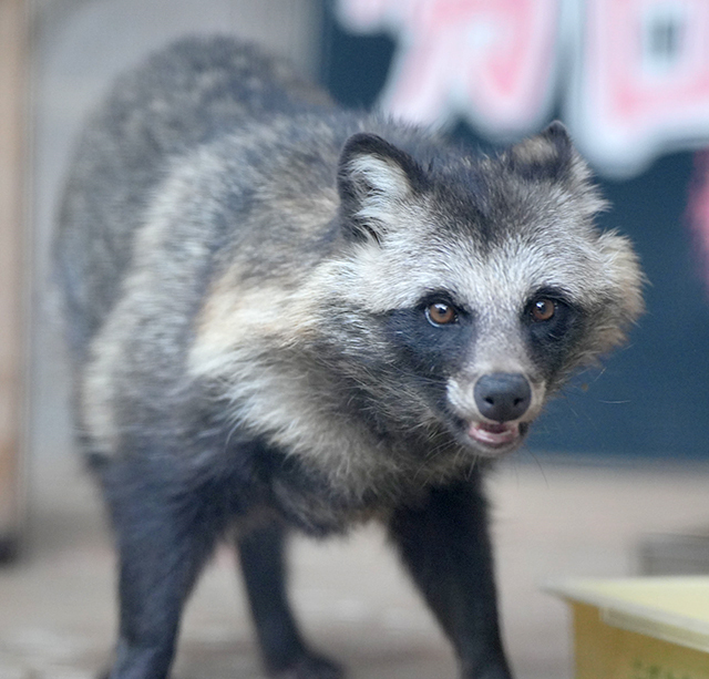 八木山動物公園から譲り受けたホンドタヌキの雄＝河北町児童動物園