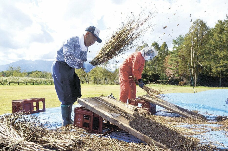 雲をかぶった御嶽山を背に手作業でソバの脱穀作業に励む住民