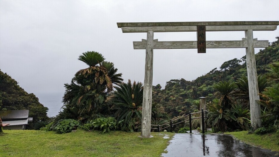 御崎神社の鳥居と自生しているソテツ