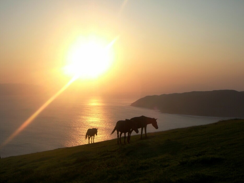 小松ケ丘の夕日と御崎馬たち（串間市提供）