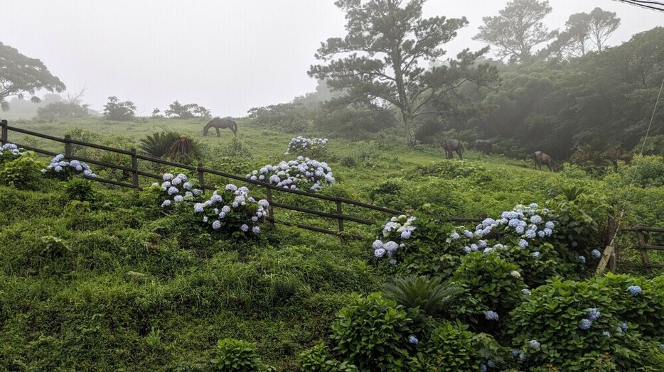 霧の中、草をはむ馬たち。梅雨の季節はアジサイが咲き誇る