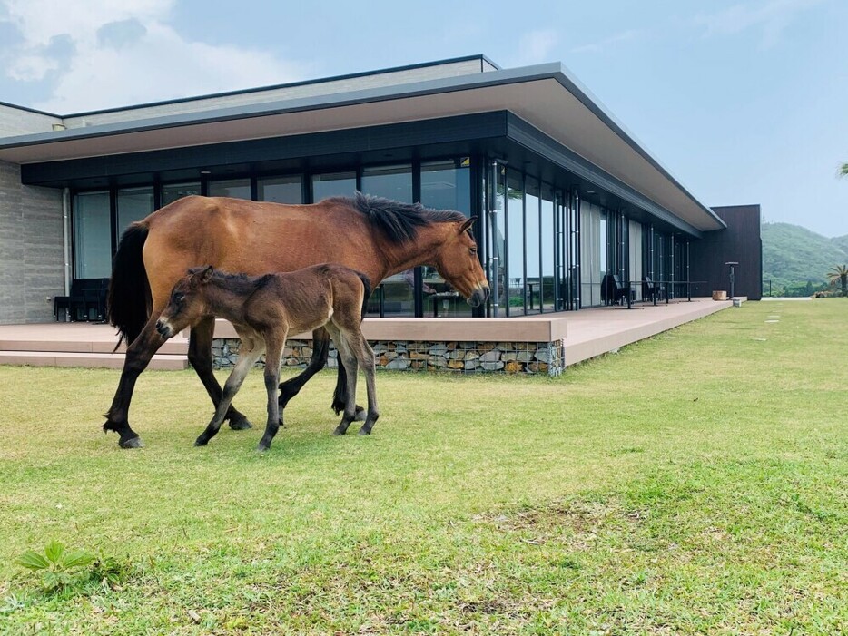 パカラパカのテラス近くを訪れた御崎馬の親子（串間市提供）