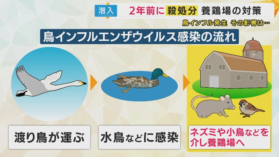 鳥インフルエンザウイルス感染の流れ