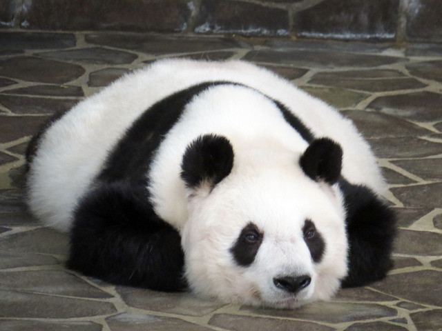 ペッタンタンですね　神戸市立王子動物園公式ツイッターより