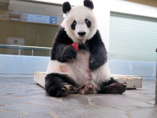 「おリンゴおいしい」　神戸市立王子動物園公式ツイッターより