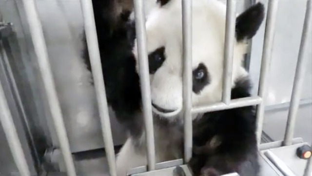 「さぁ、このポーズを見て！」　神戸市立王子動物園公式ツイッターより